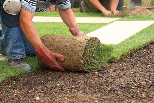 Carpet Grass